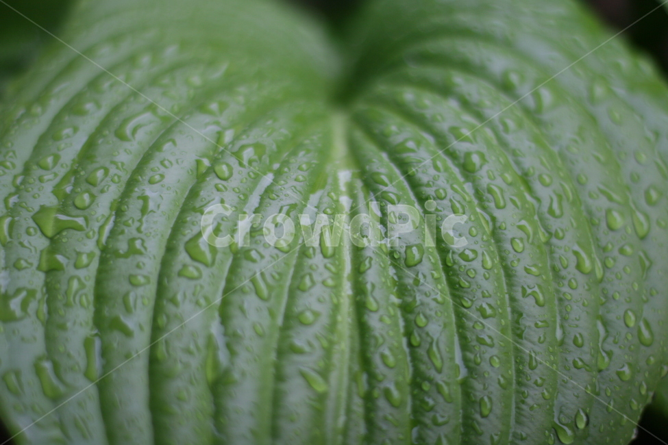 초록,식물,물방울,초점,선,라인,fresh,식물,자연,plants,nature