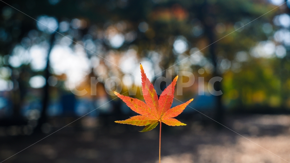 낙엽,단풍잎,가을,올림픽공원,빛,보케,감성사진,가을,계절,fall,autumn,season,식물,자연,plants,nature,감성,sensible,feeling,leaf,잎,plant,tree,나무
