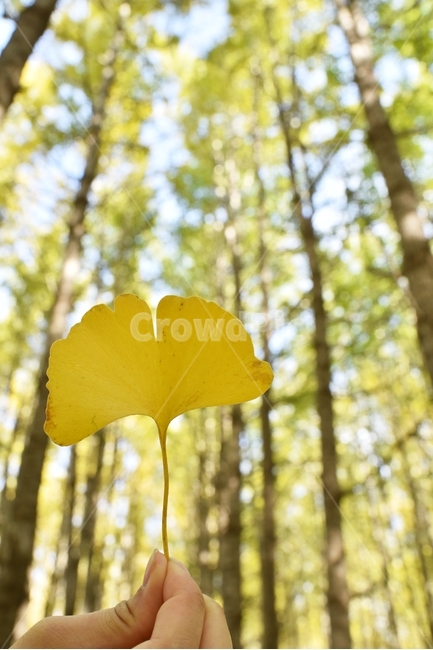 automne,가을,yellow,은행잎,ginkgo,은행나무,노랑,가을,계절,fall,autumn,season,식물,자연,plants,nature,plant,leaf,잎,tree,나무,fungus,진균류