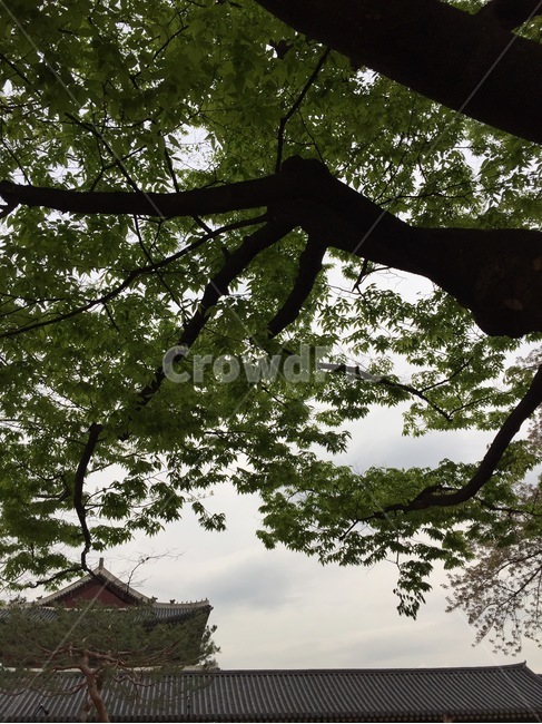 경복궁,한옥,푸른나무,서울,조선