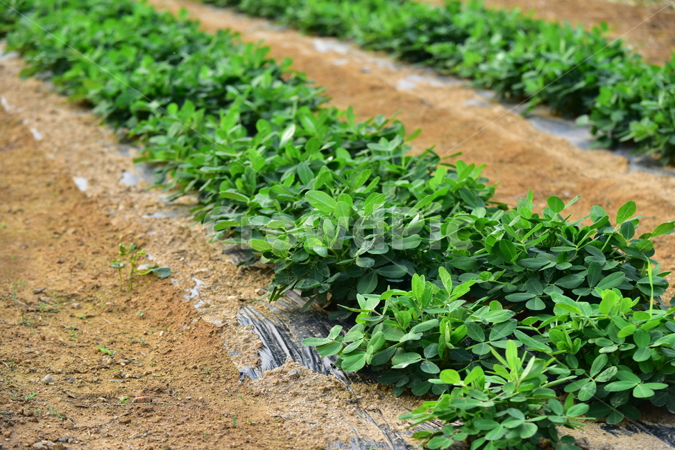 땅콩,땅콩밭,땅콩농사,고랑,밭,농사,농촌,peanut,peanutfield,field,산업,industry,industrial,농업,농사,agriculture,farming,farming industry