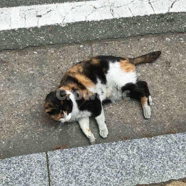 고양이,길고양이,낮잠,동물,길거리