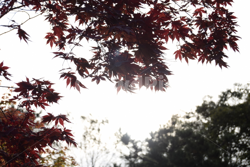 단풍,단풍나무,숲,가을,자연,maple,mapletree,forest,fall,mothernature,nature,가을,계절,fall,autumn,season,식물,자연,plants,nature,leaf,잎,plant,tree,나무