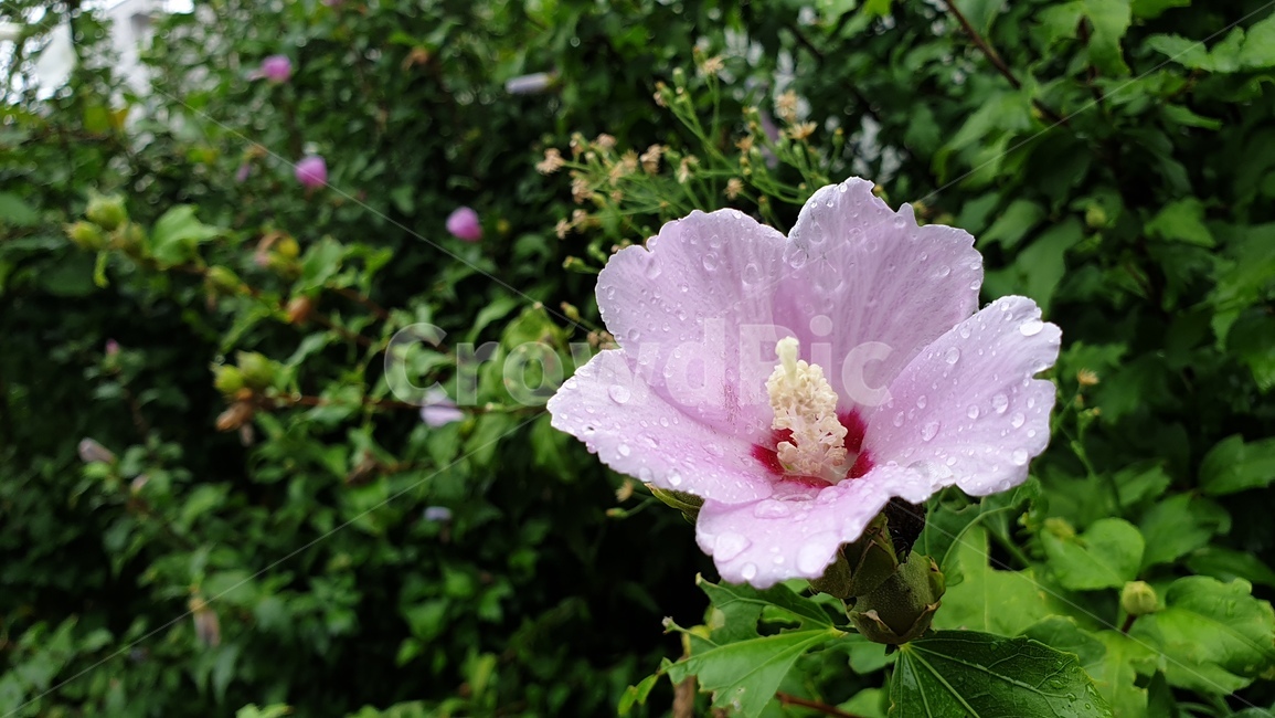 무궁화,식물,plant,flower,꽃,빗방울,물방울,초록