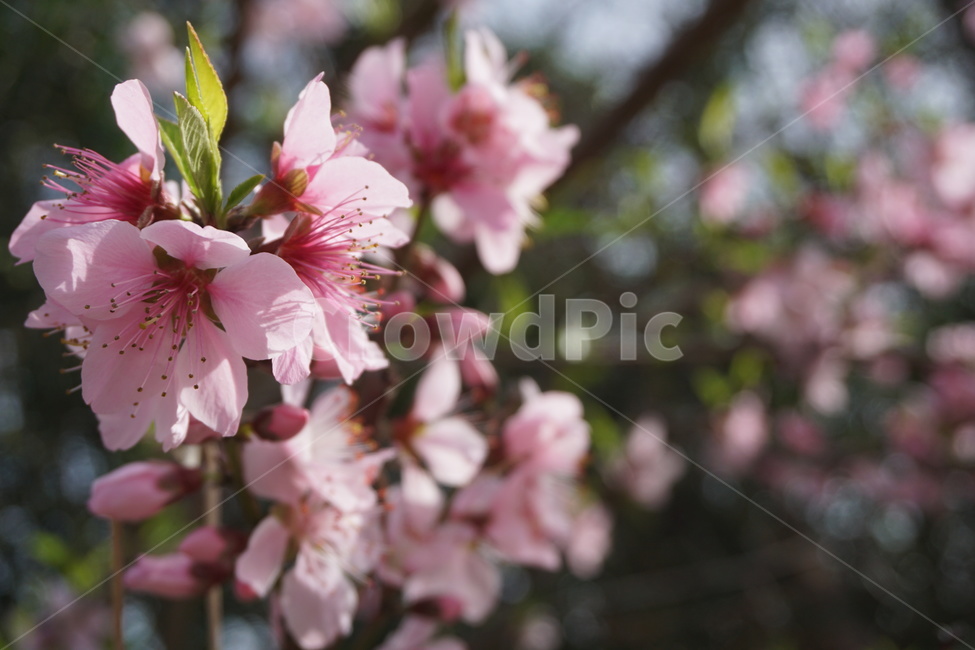 봄,4월,벚꽃,벚꽃나무,분홍색,녹색,꽃잎,봄,계절,spring,season,식물,자연,plants,nature,꽃,flower,plant,cherry blossom,blossom