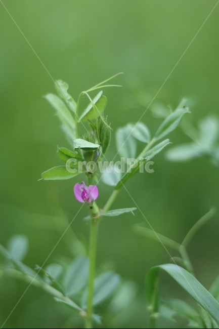 풀,잡초,초록,봄,흐림,식물,자연,plants,nature,꽃,flower