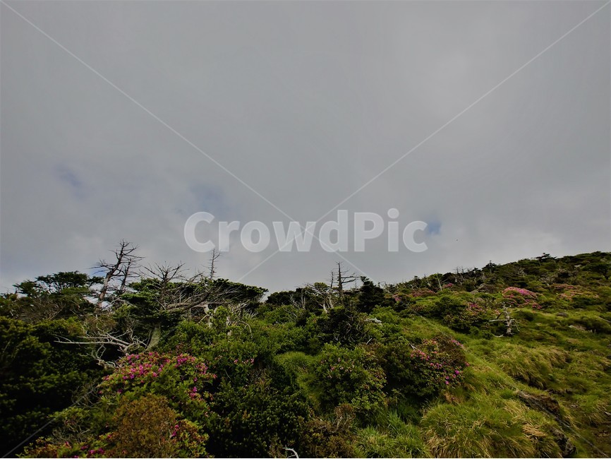 한라산,제주도,풍경,경치,자연,korea,한국,나무,hiking,자연,풍경,nature,landscape,outdoors,옥외