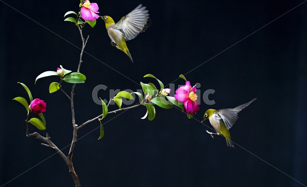 flower and bird painting,camellia flower,bird,copperhead,emergency,animal,Birds,flapping wings