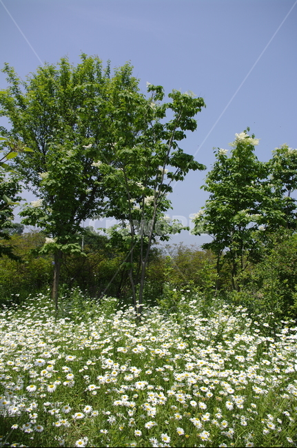 초록,나무,잎,꽃,flower,식물,plant,계절,봄,spring,자연,풍경,nature,landscape,field,들,grassland,목초지,outdoors,옥외,tree