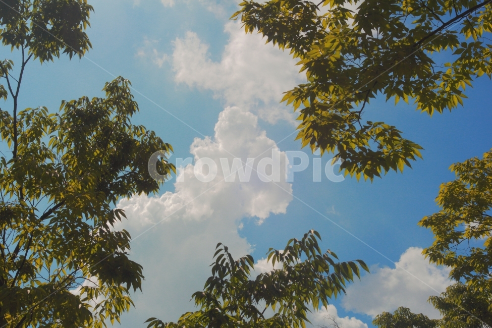 하늘,sky,하늘색,skyblue,식물,초록,화단,공원,휴식,여름,나무,나뭇잎,자연,풍경,nature,landscape,outdoors,옥외,weather,날씨