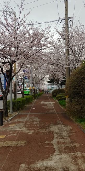 벚꽃,봄,따뜻함,꽃축제,이쁨주의,봄,계절,spring,season,plant,식물