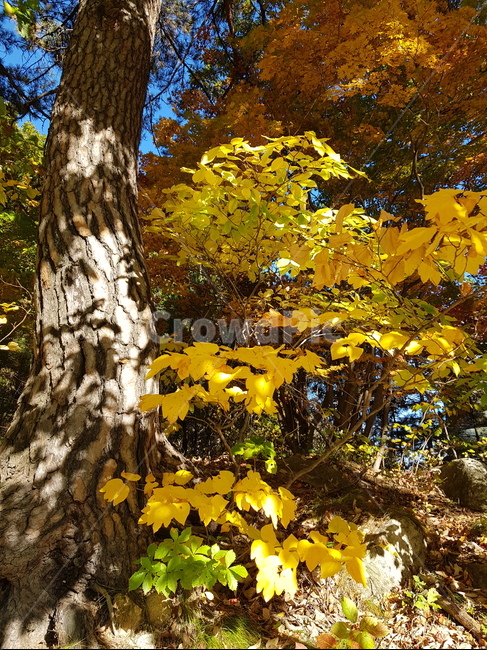 leaf,tree,나무,단풍,가을,가을,계절,fall,autumn,season