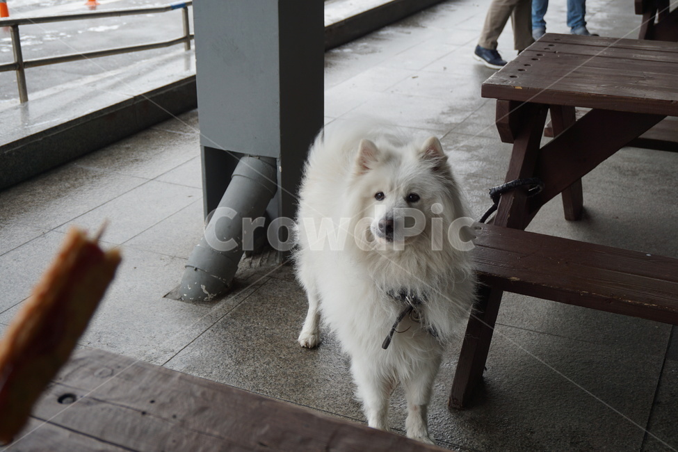 강아지,개,흰개,흰강아지,휴게소강아지,동물,animal,포유류,mammal,개,강아지,dog,doggy
