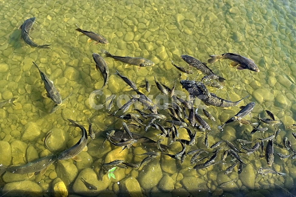 물고기,호수,강,계곡,연못,생선,풍경,동물,animal,어류,물고기,fish