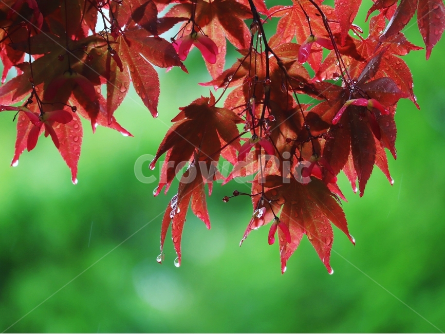 봄비,홍단풍,물방울,봄,풍경,식물,자연,plants,nature,비,비오는날,rain,rainy