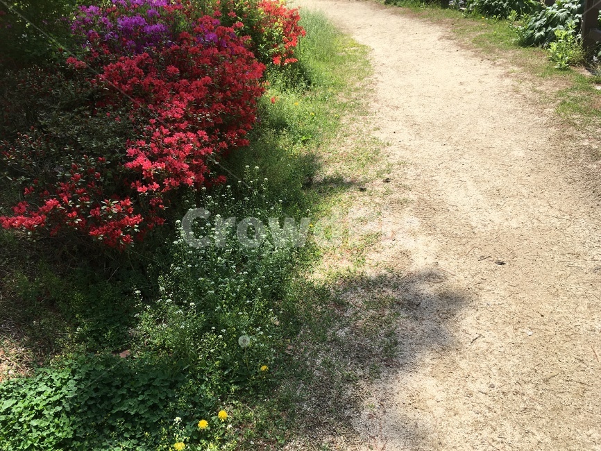 꽃길,산책,민들레,야생화,들꽃,afloweryroad,walk,dandelion,fieldflowers,햇살,자연,봄날,새싹,철쭉,풀,흙길,산책로,sunbeam,nature,springday,sprout,azalea