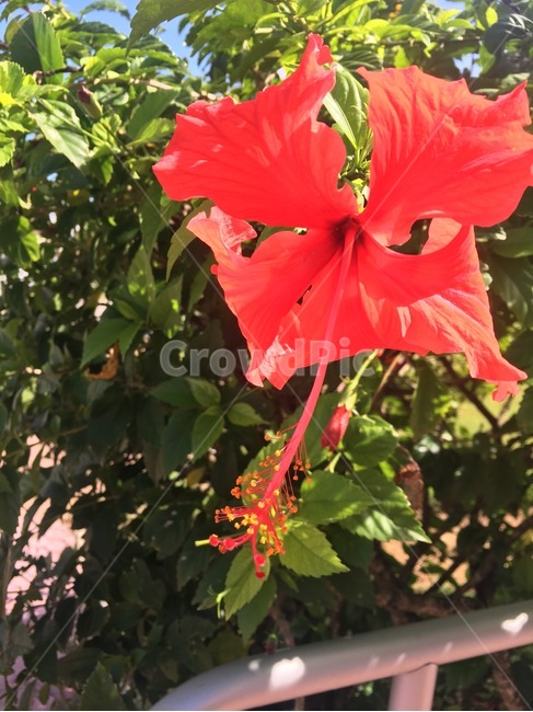 꽃,괌,히비스커스,해외꽃,flower,red,redflower