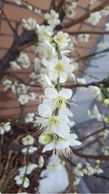 꽃,flower,근접,생화,야생화