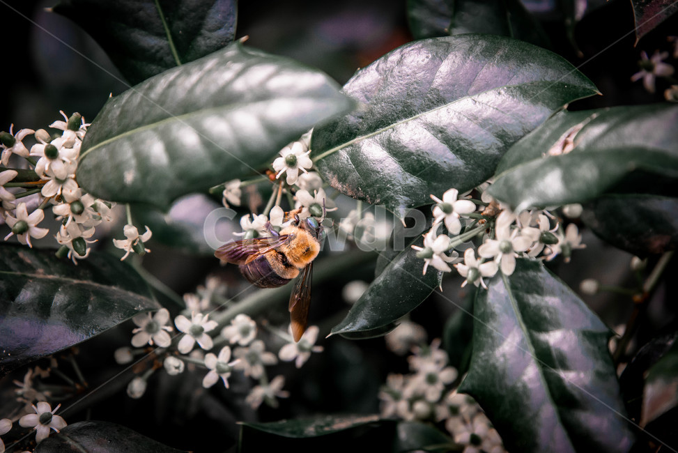 벌,나무,나뭇잎,꽃,봄,식물,자연,plants,nature,꽃,flower,동물,animal,곤충,벌레,insect,bug