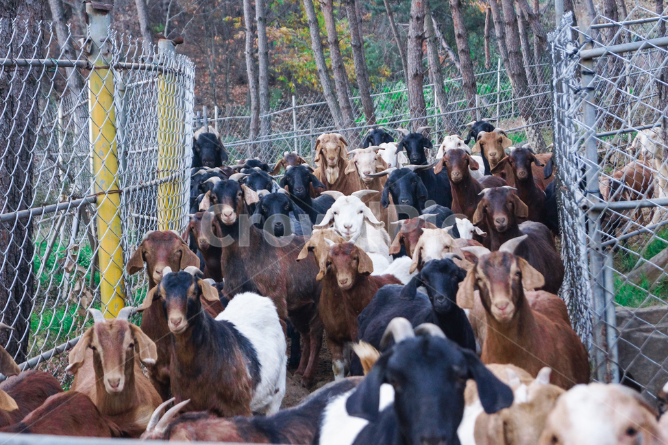 염소,흑염소,산,염소들,동물들,동물,animal,포유류,mammal,산업,industry,industrial,목축업,목장,livestock farming,ranching,pasture