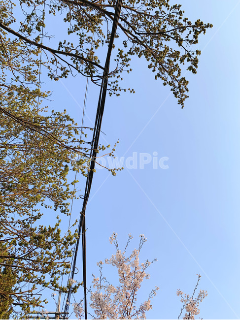tree,나무,plant,식물,하늘