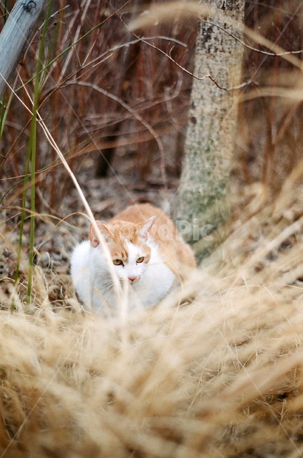 고양이,길냥이,동물,cat,필름,길고양이,동물,animal,포유류,mammal,고양이,cat,kitten,kitty