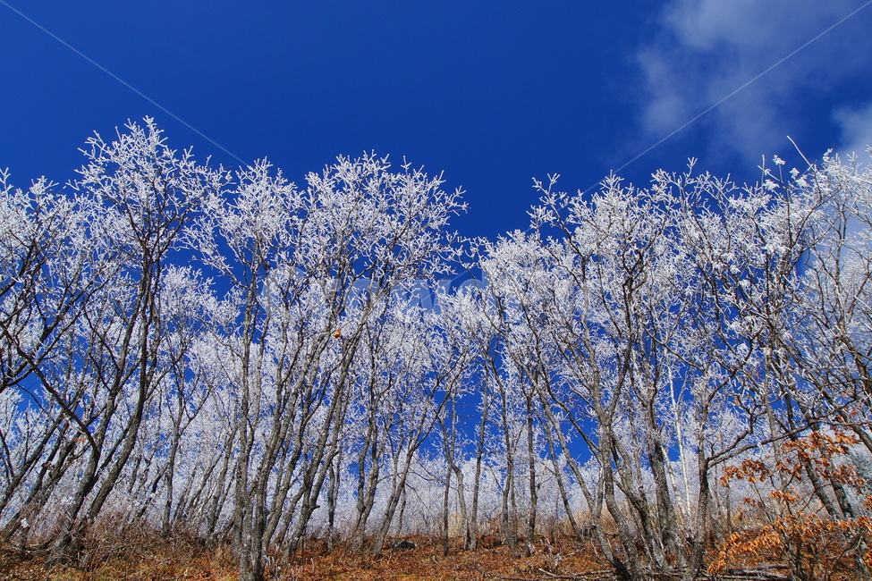 함백산,만항재,설경,풍경,겨울,겨울,계절,winter,season,자연,풍경,nature,landscape,outdoors,옥외