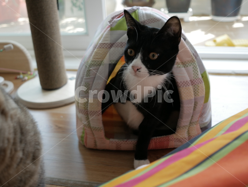 고양이,개냥이,아기고양이,귀여운,검은고양이,동물,animal,포유류,mammal,고양이,cat,kitten,kitty