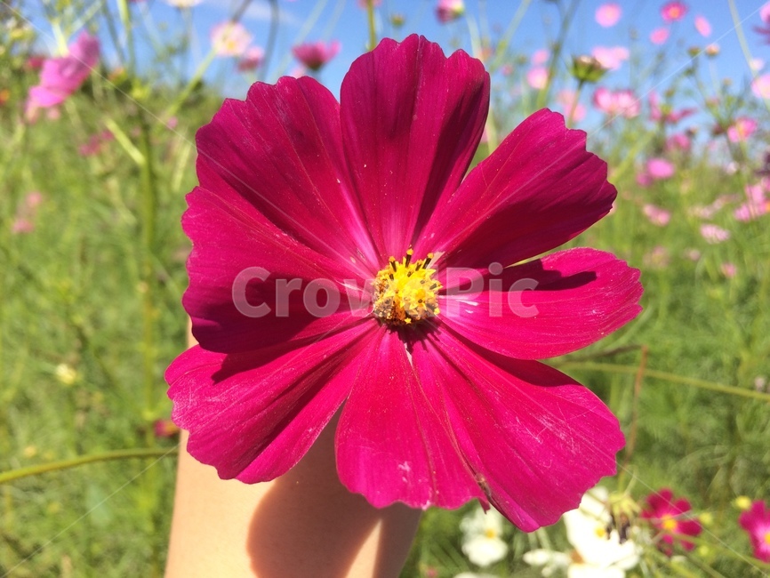 코스모스,cosmos,flower,분홍색,가을,꽃,가을,계절,fall,autumn,season,식물,자연,plants,nature,꽃,flower,plant,geranium,제라늄,blossom