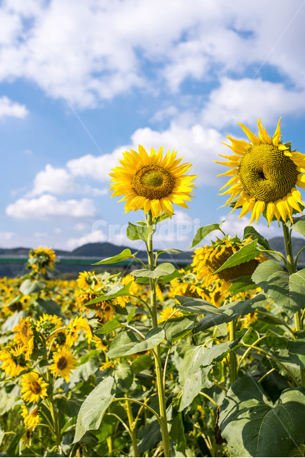 해바라기,sunflower,꽃,꽃밭,노랑,노란색,yellow,green,초록색,하늘,구름,cloud,sky,blue,하늘색,초록,여름,summer