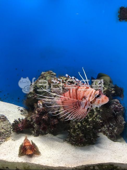 일본,오키나와,츄라우미,수족관,열대어,아쿠아리움,water,물,sea,바다,ocean,대양,nature,자연,fish,물고기,sealife,해양생물