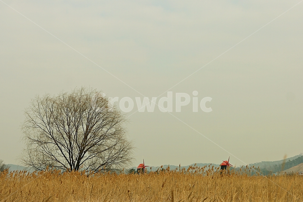 풍차,갈대,자연배경,바람,겨울,억새,잡초,가을,계절,fall,autumn,season,자연,풍경,nature,landscape,outdoors,옥외,grassland,목초지,field,들