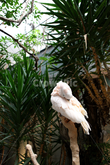 앵무새,구관조,동물원,zoo,흰새,말하는새,동물,animal,조류,새,birds
