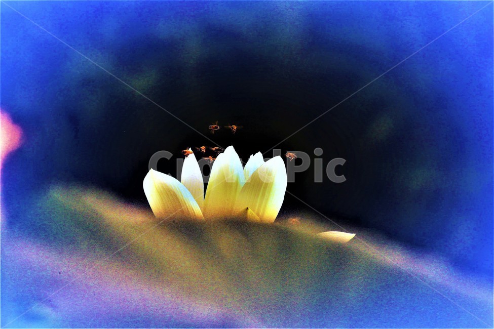 연꽃,꽃,식물,flower,벌,식물,자연,plants,nature,꽃,flower