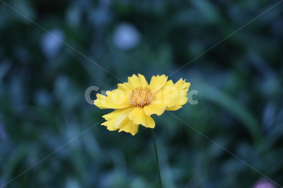 꽃,노랑,여름,자연,식물,노란꽃,들꽃,공원,여름꽃,식물,자연,plants,nature,꽃,flower