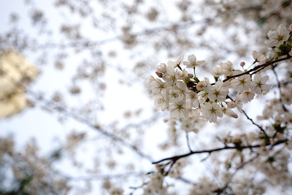 봄,봄꽃,벚꽃,식물,플라워,꽃,감성사진,생명,자연,꽃사진,봄,계절,spring,season,식물,자연,plants,nature,꽃,flower,plant,blossom