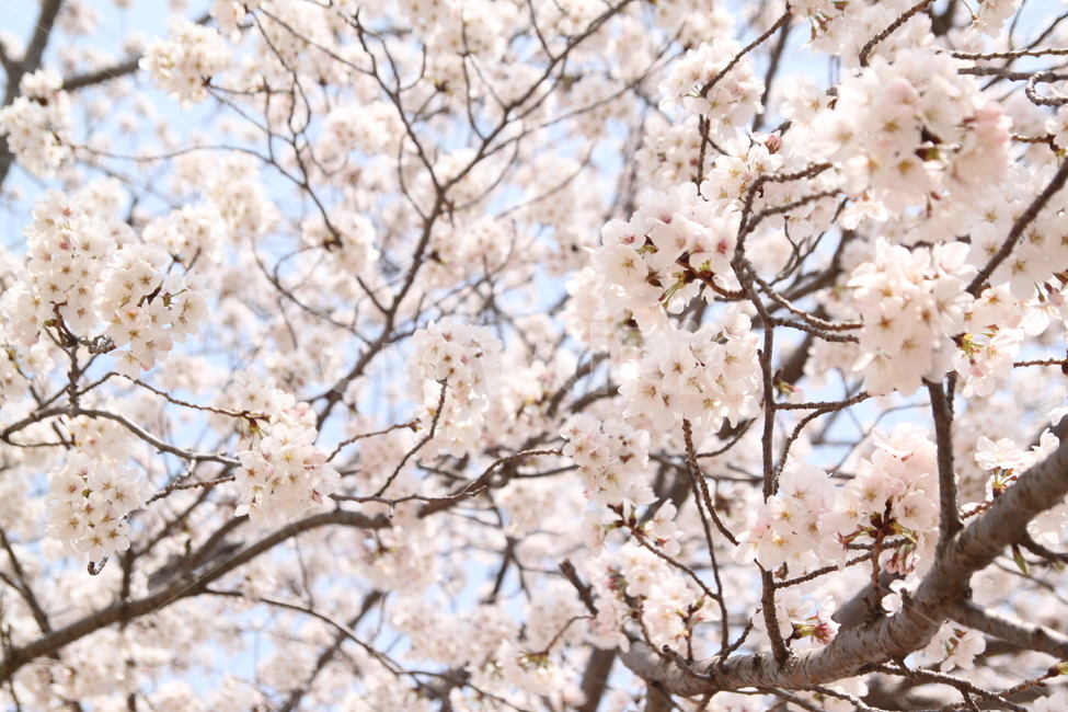 봄,벚꽃,하늘,맑음,cherryblossom,봄,계절,spring,season,식물,자연,plants,nature,꽃,flower,plant,blossom