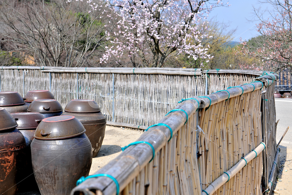 항아리,장독,겨울,대나무,울타리,도기,도자기,단지,한국,시골,봄,숙성,김장,요리,꽃,패턴