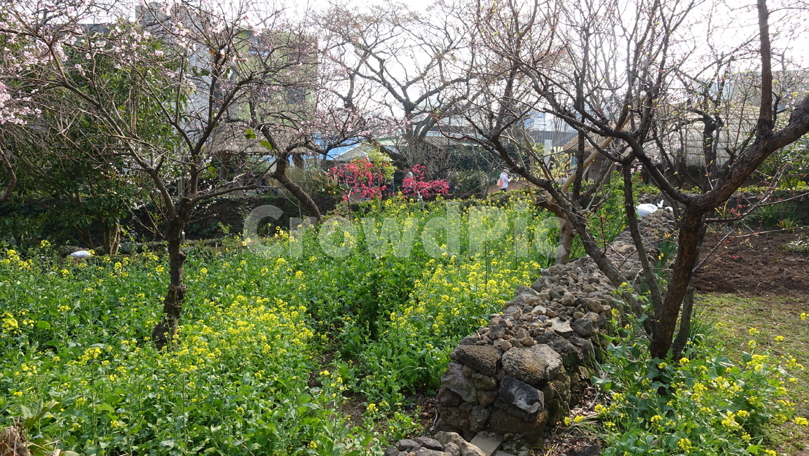 밭,제주,나무,tree,nature,유채,plant,식물,풍경