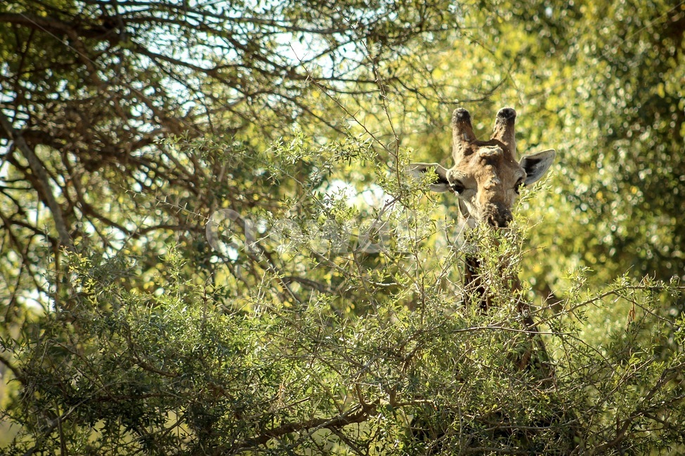 기린,기린얼굴,나무사이기린,크루거팍,krugerpark,크루거파크국립공원,야생동물,사파리,동물,animal,포유류,mammal