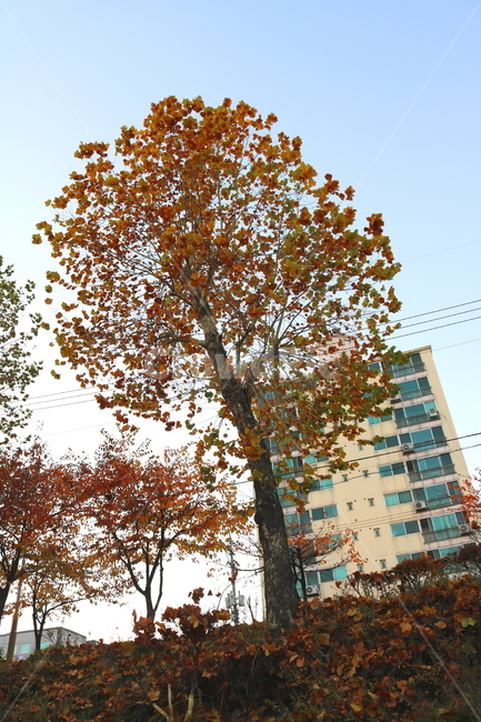 나무,단풍,단풍나무,자연,가을,나뭇잎,식물,가을,계절,fall,autumn,season,식물,자연,plants,nature,나무,trees,wood,tree,plant,tree trunk,나무 줄기