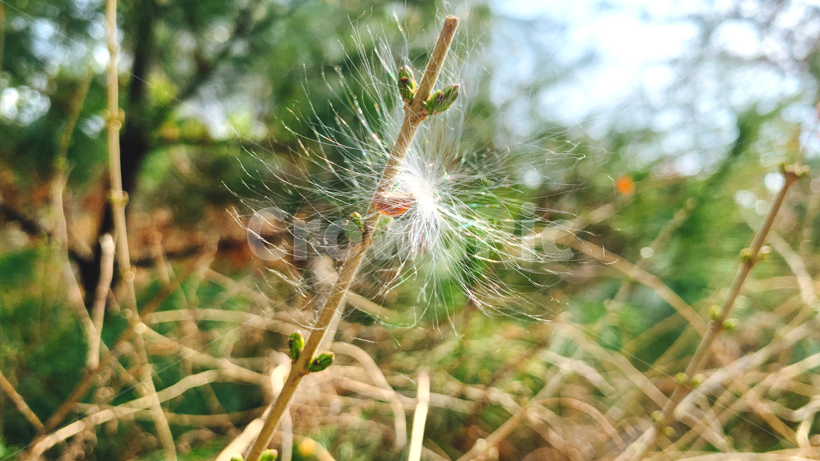 홀씨,꽃눈,잎눈,자연,nature,봄,spring,green,감성,식물,자연,plants,nature,꽃,flower