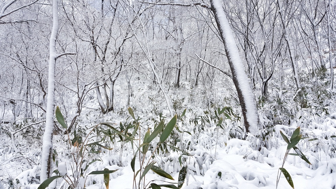 속리산,겨울,눈,설산,눈꽃,상고대,눈꽃풍경,겨울풍경,국립공원,자연,계절,초록,흰눈,나무,식물,산,풍경,snow,landscape,winter,wood,plants,mountain