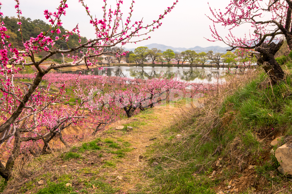 복사꽃,봄,반곡지,꽃,아름다움,분홍색,과수원,경산,봄,계절,spring,season,자연,풍경,nature,landscape,plant,식물,blossom,flower