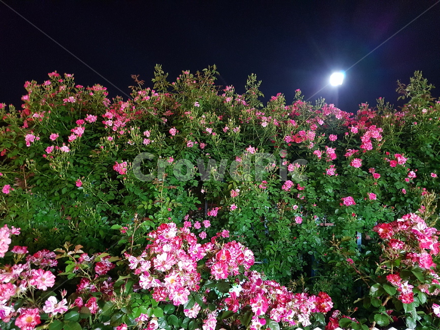 장미꽃,꽃,가로등,야간꽃,핑크,식물,자연,plants,nature,꽃,flower