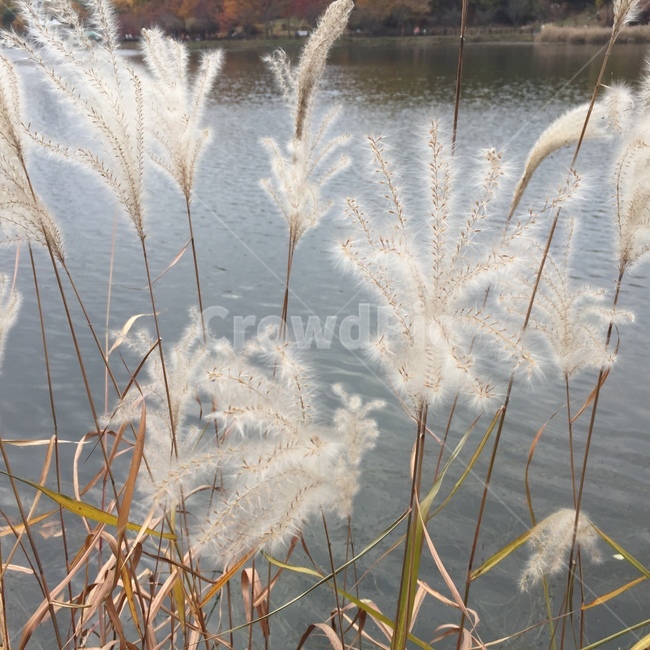 갈대,reed,식물,plant,빛나는
