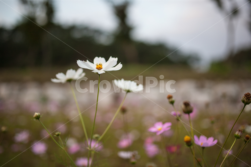 구절초,들꽃,꽃,가을,풍경,식물,botanical,flowers,식물,자연,plants,nature,꽃,flower