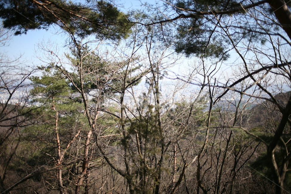 나무,낙엽,풍경,숲,산,북한산,mountain,tree,forest