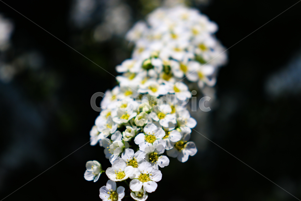 꽃,flowers,식물,꽃나무,geranium,flower,제라늄,plant,나무,tree,봄,spring,weather
