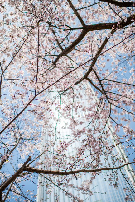 벚꽃,봄,꽃나무,석촌호수,서울풍경